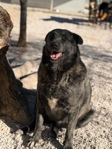 Adopter Judit