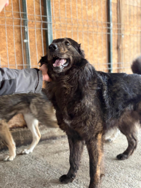Adopter Jumbilo