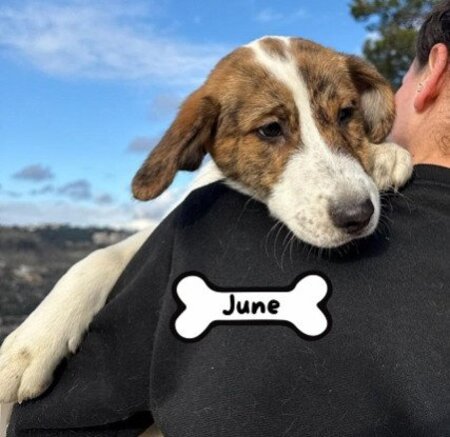 Adopter June