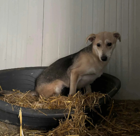 Adopter June