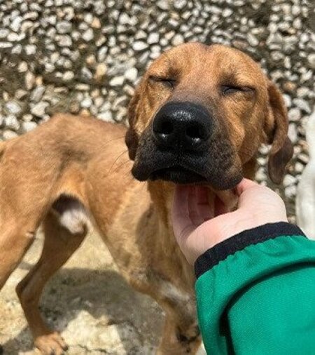 Adopter Kahu