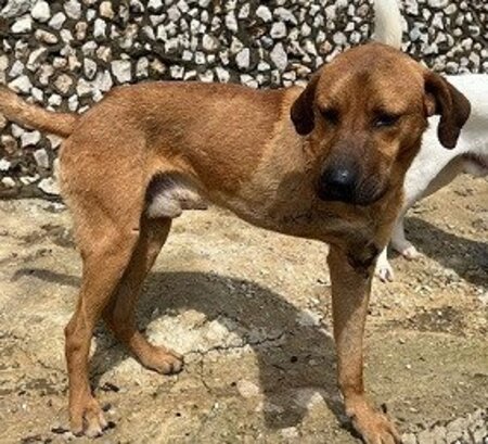 Adopter Kahu
