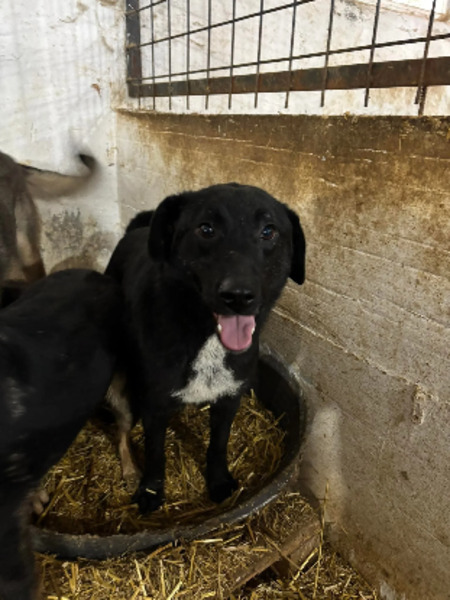 Adopter Kairos
