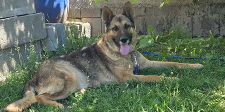 Adopter Kaiser