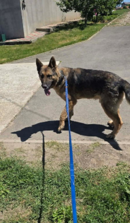 Adopter Kaiser
