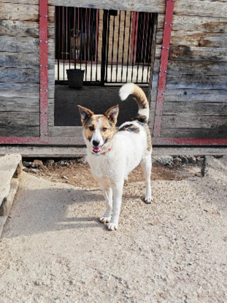 Adopter Kaitlyn