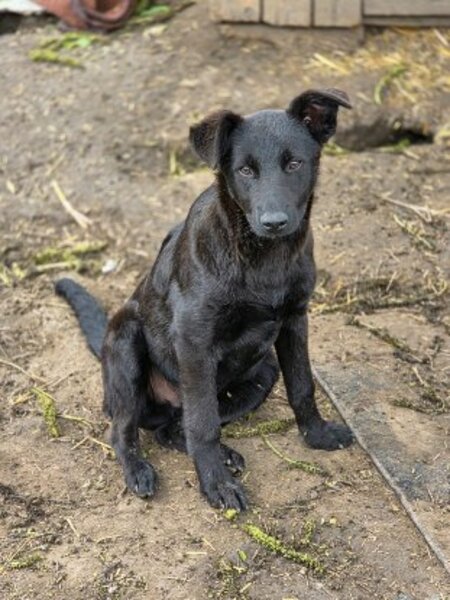 Adopter Kalei