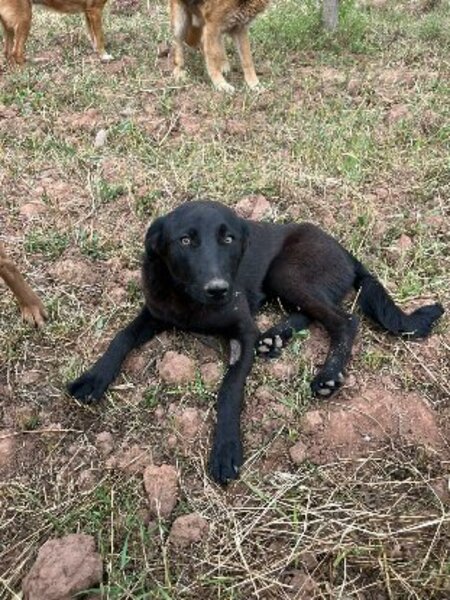 Adopter Kali