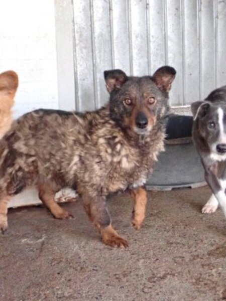 Adopter Kaly
