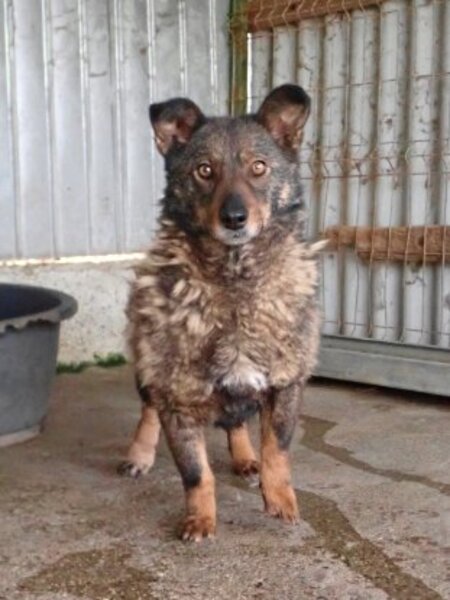 Adopter Kaly