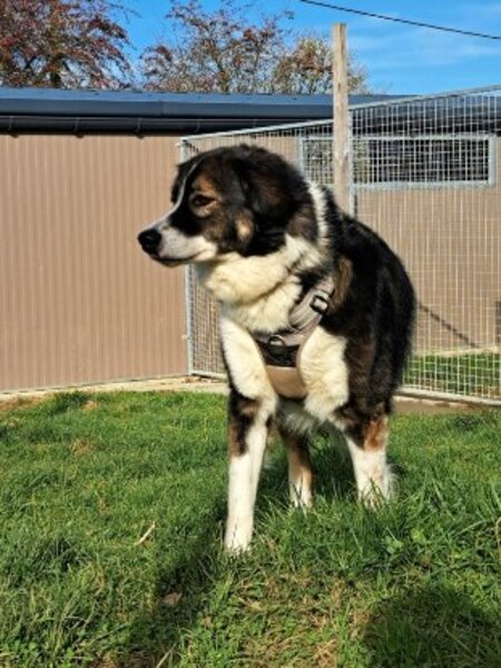 Adopter Kaly