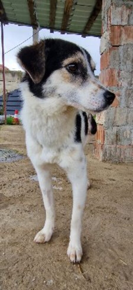 Adopter Karla