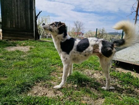 Adopter Karla