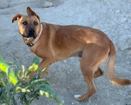 Adopter Karma