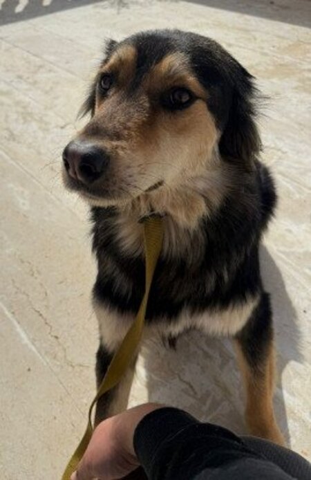 Adopter Katkout