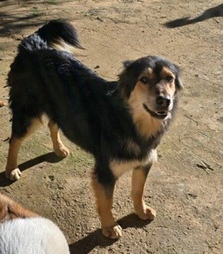 Adopter Katkout
