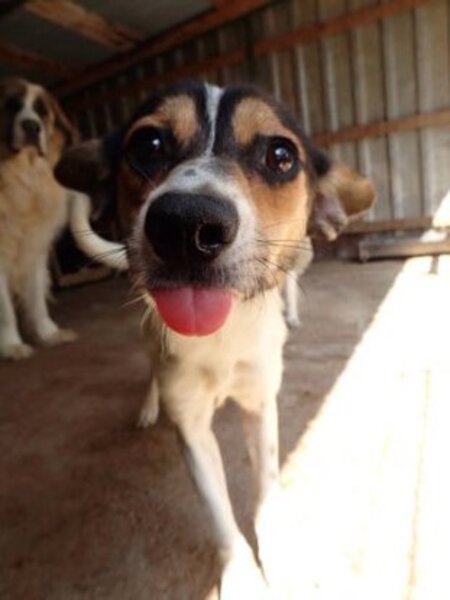 Adopter Katzuki