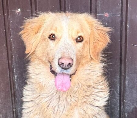 Adopter Keline