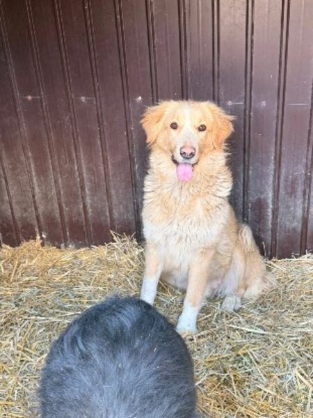 Adopter Keline