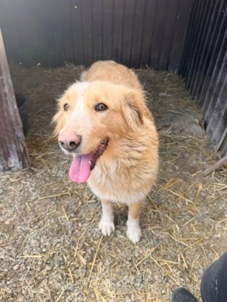 Adopter Keline