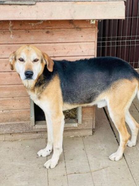 Adopter Keneay
