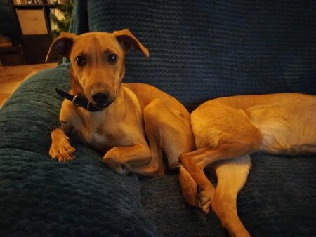 Adopter Kenza