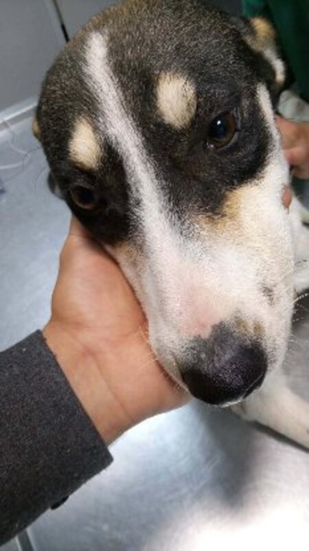 Adopter Kenza