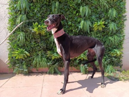 Adopter Kesia