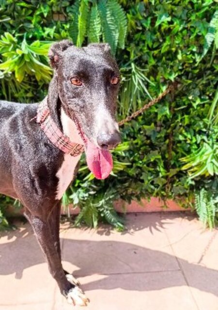 Adopter Kesia