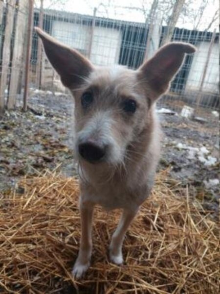 Adopter Keyston