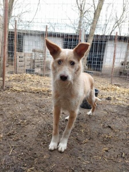 Adopter Keyston