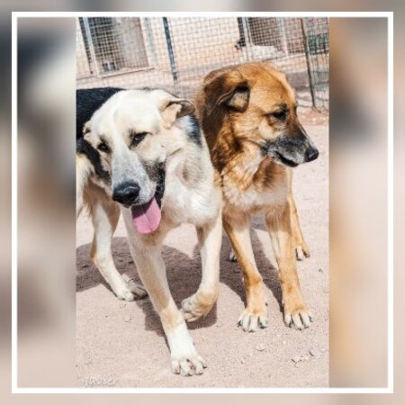 Adopter Kika