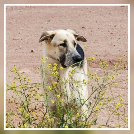 Adopter Kiko