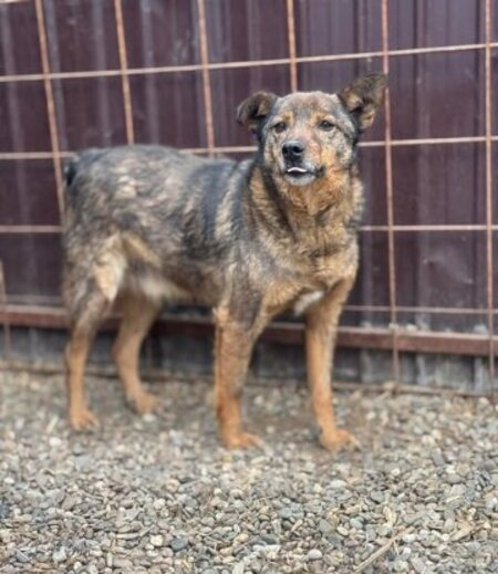 Adopter Kimi