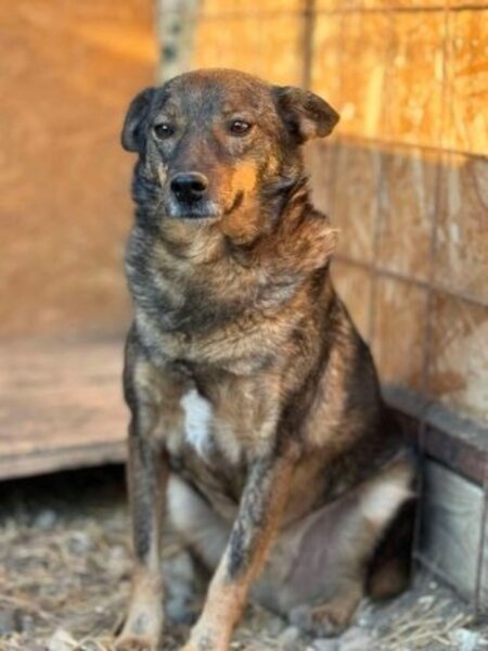 Adopter Kimi