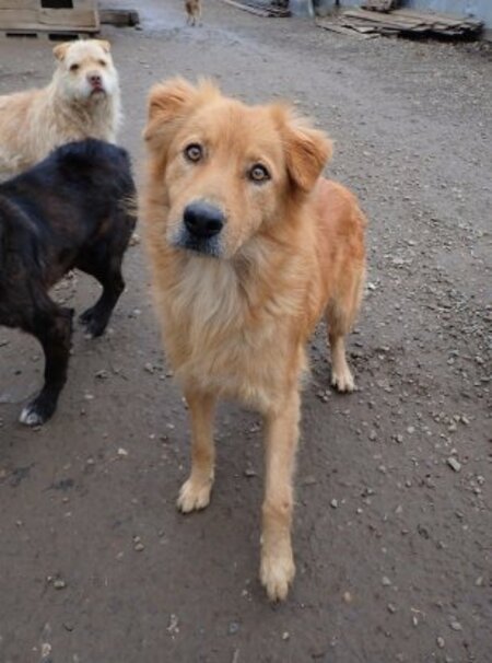 Adopter Kingston