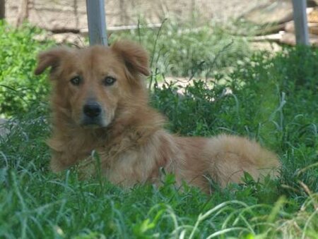 Adopter Kingston