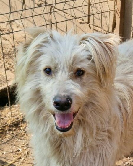 Adopter Kinou