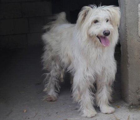 Adopter Kinou
