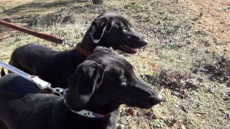 Adopter Kira
