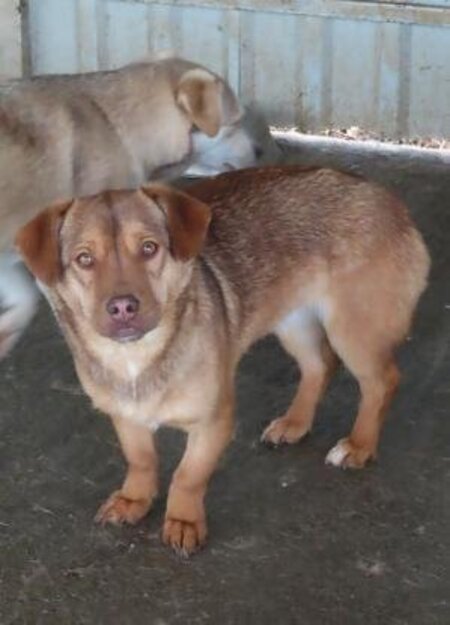 Adopter Kira