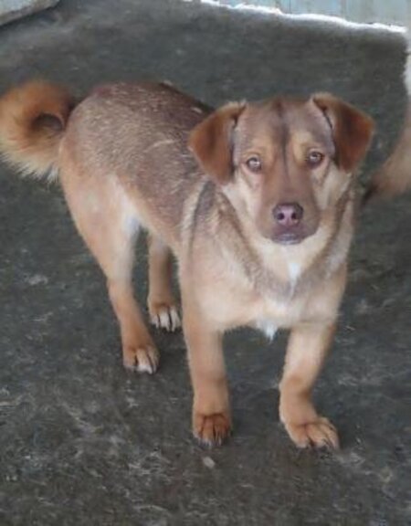 Adopter Kira