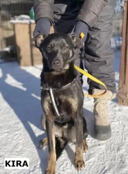 Adopter Kira