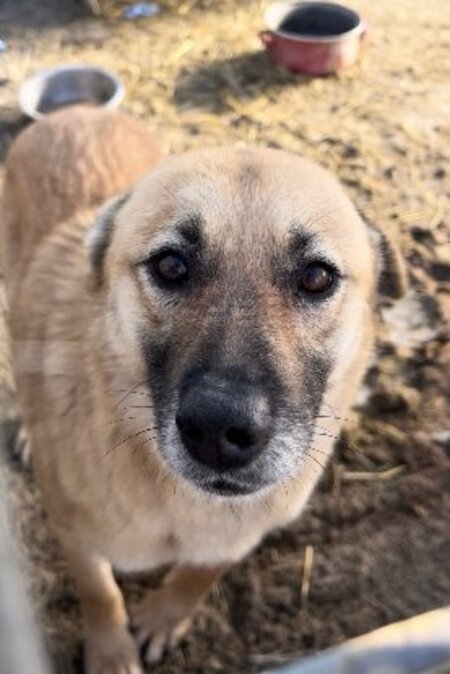 Adopter Kira