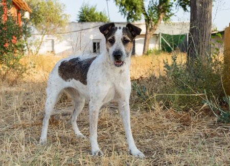Adopter Kira