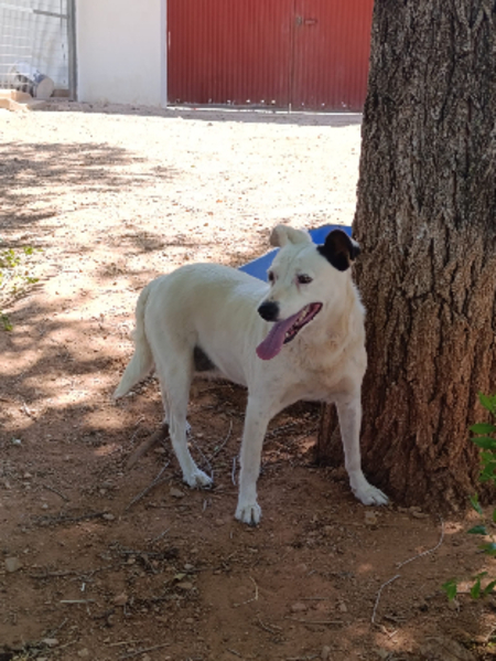 Adopter Kira
