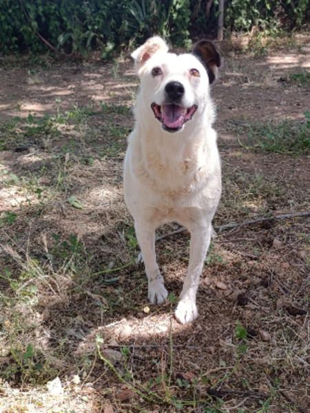 Adopter Kira