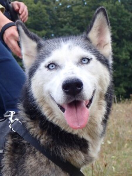Adopter Kira2