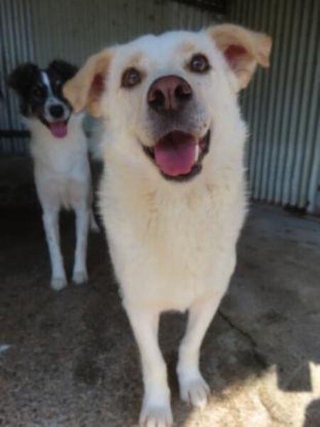 Adopter Kiro