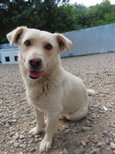 Adopter Kiro